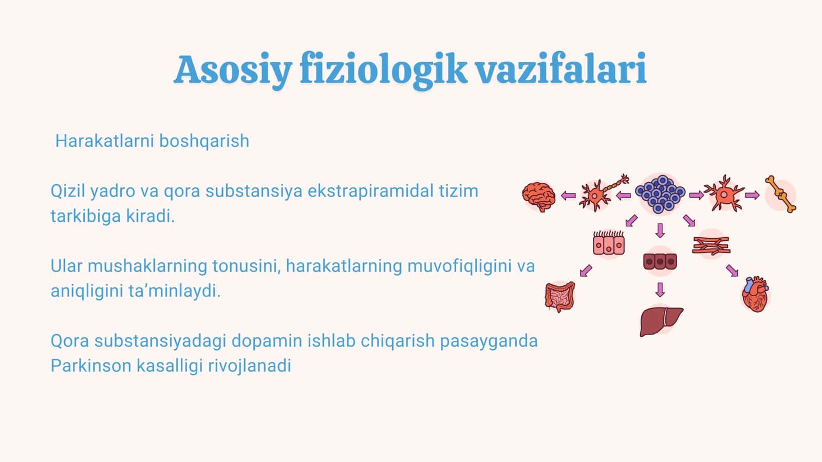 Oʻrta miya va oraliq miya fiziologiyasi 3