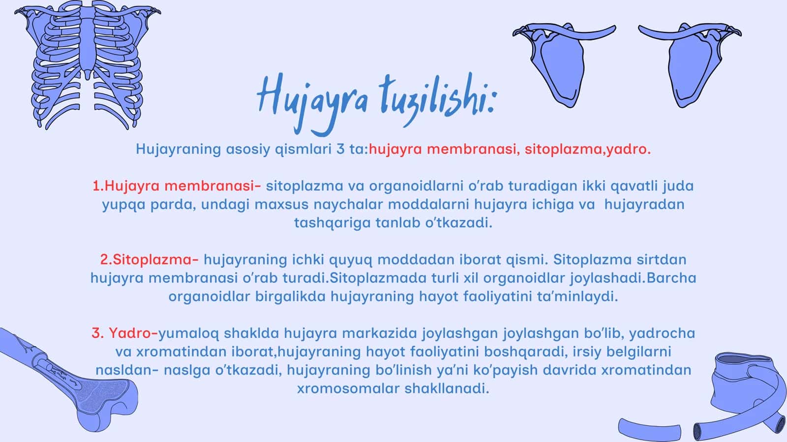 Odam organizmining hujayraviy tuzilishi 3