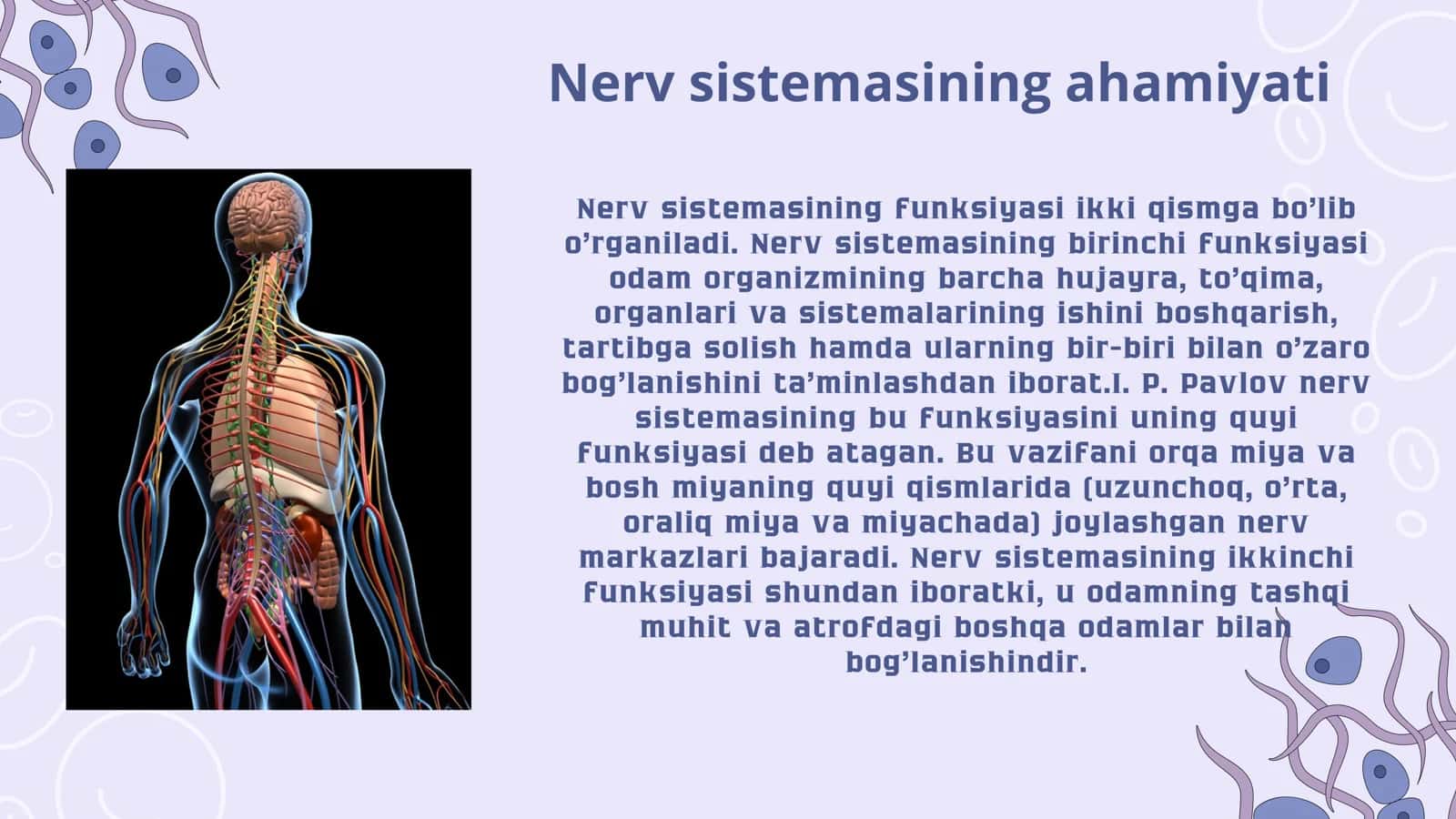 Nerv sistemasi 3