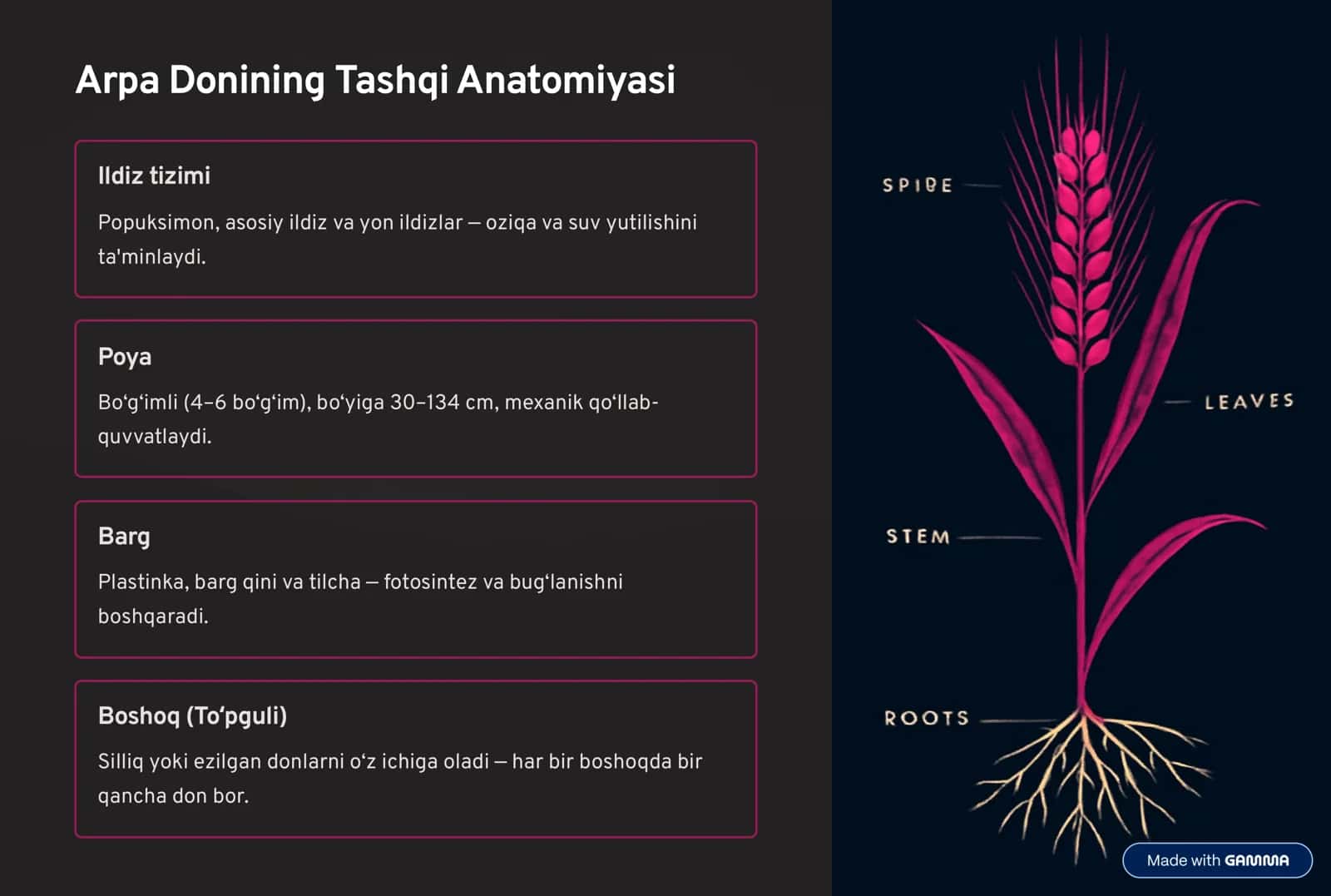 Arpa Donining Anatomik Tuzilishi va Yorma Ishlab Chiqarishdagi Ahamiyati 3