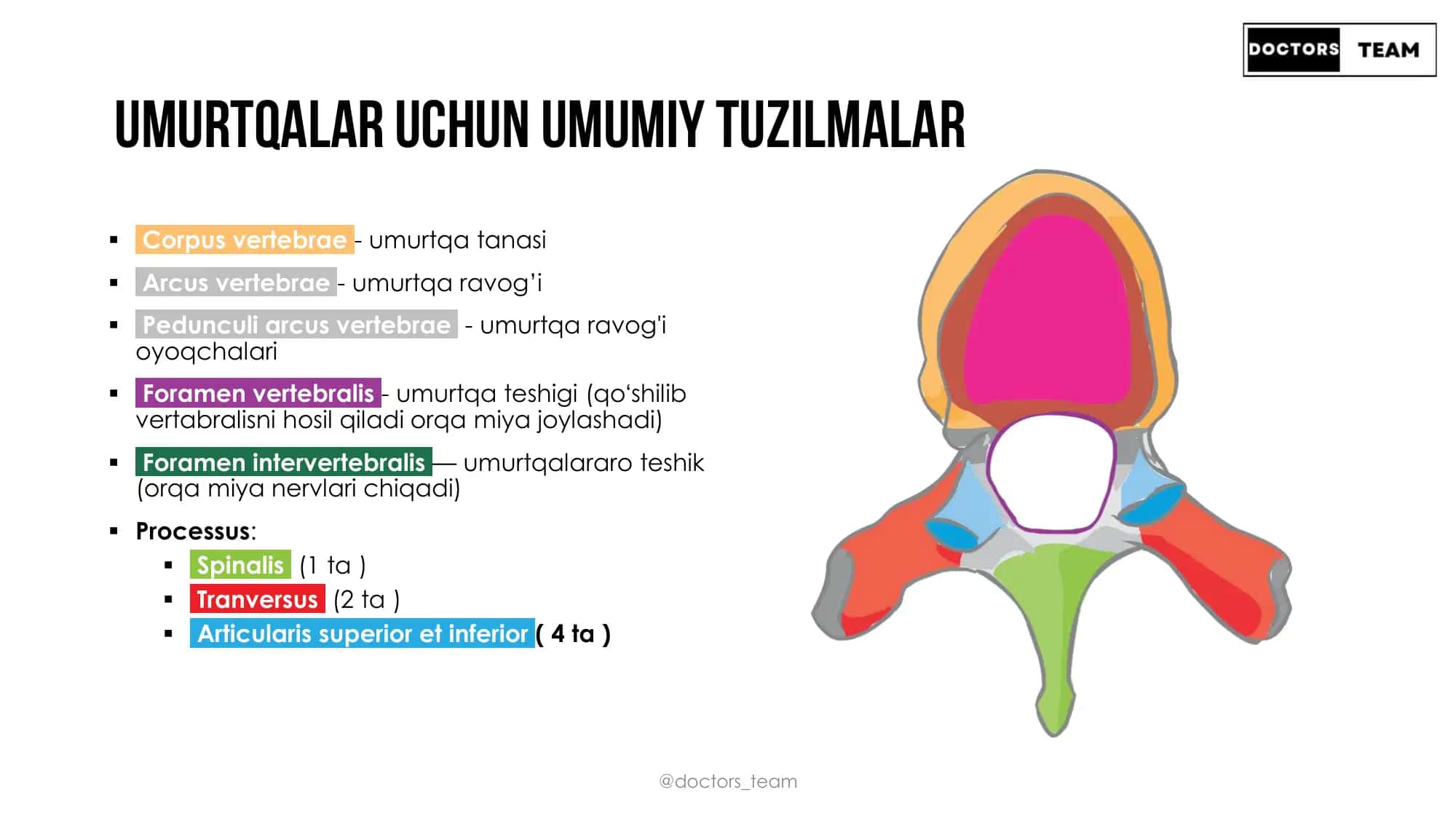 Umurtqa pog'onasi 3
