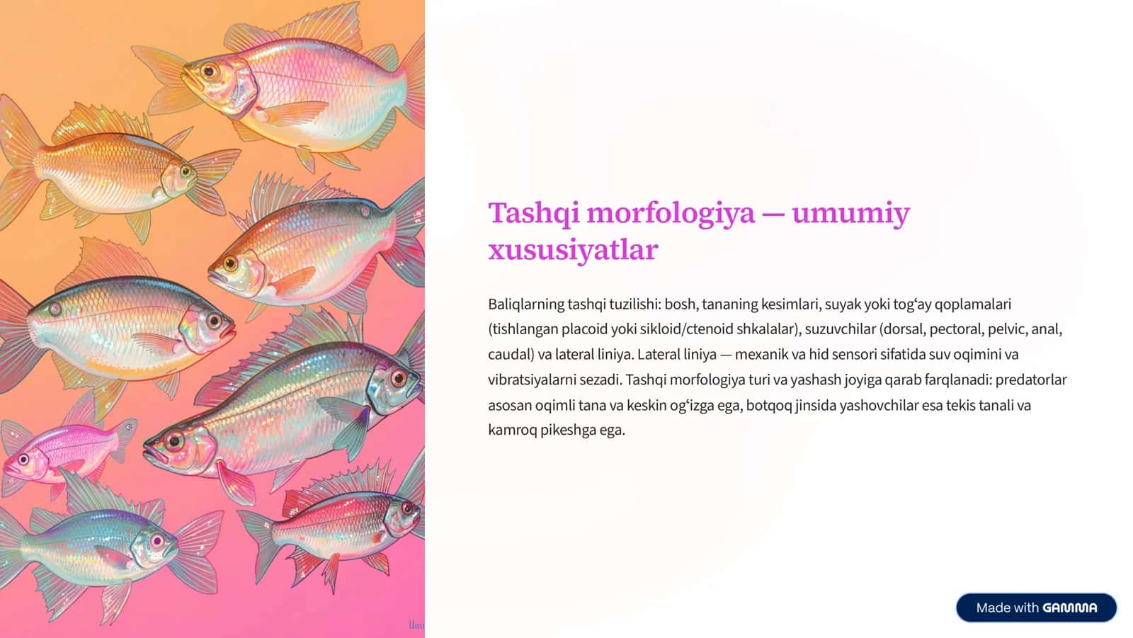 Tog»ayli va suyakli baliqlarning morfologik va fiziologik tuzilishi 3