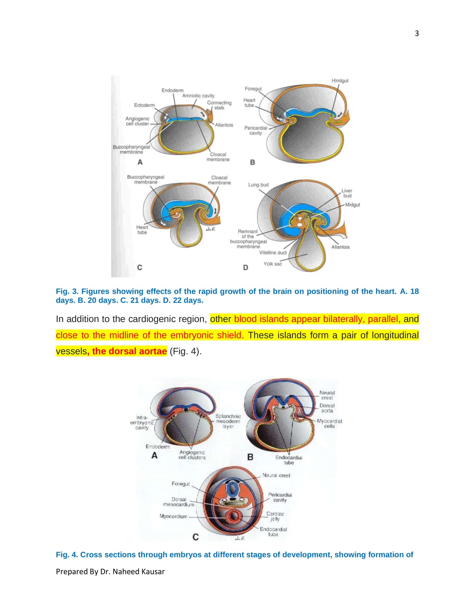 EMBRYOLOGY READER 3