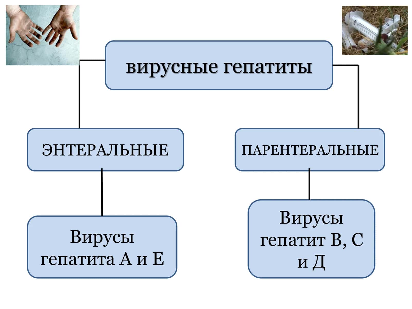 Вирус гепатита А (ВГА) 3