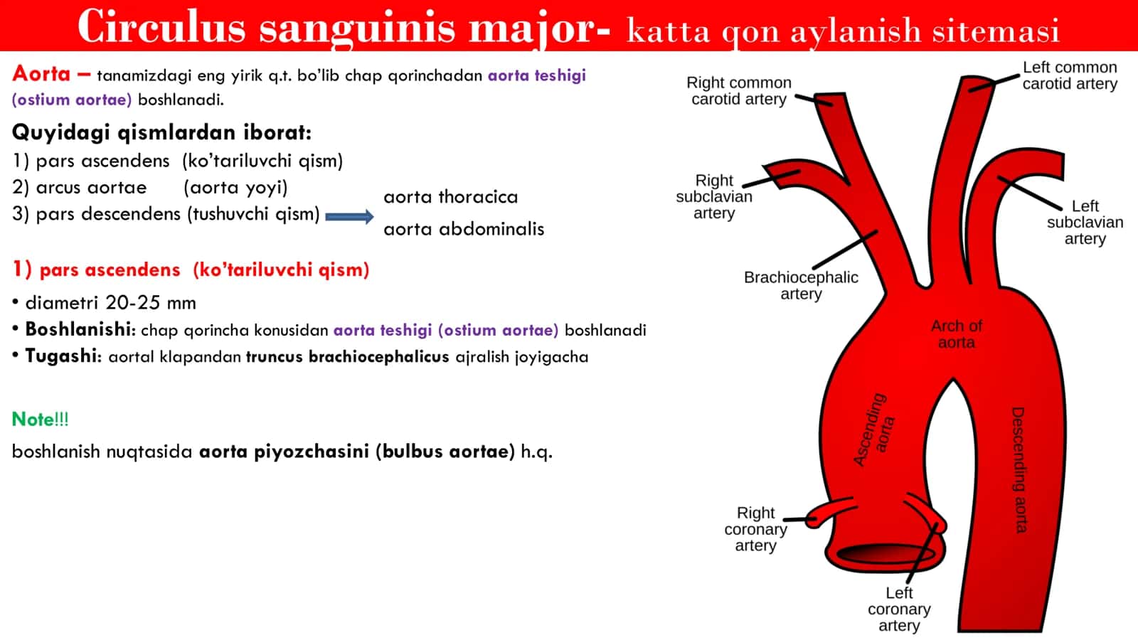 Katta qon aylanish Doirasi 3