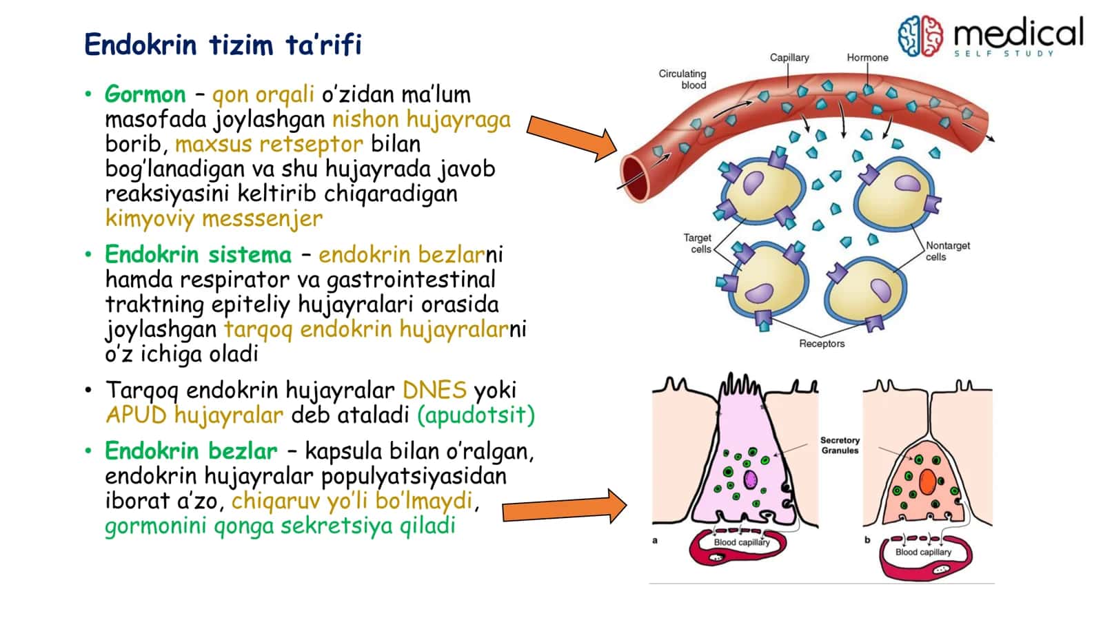 Endokrinologiya 3