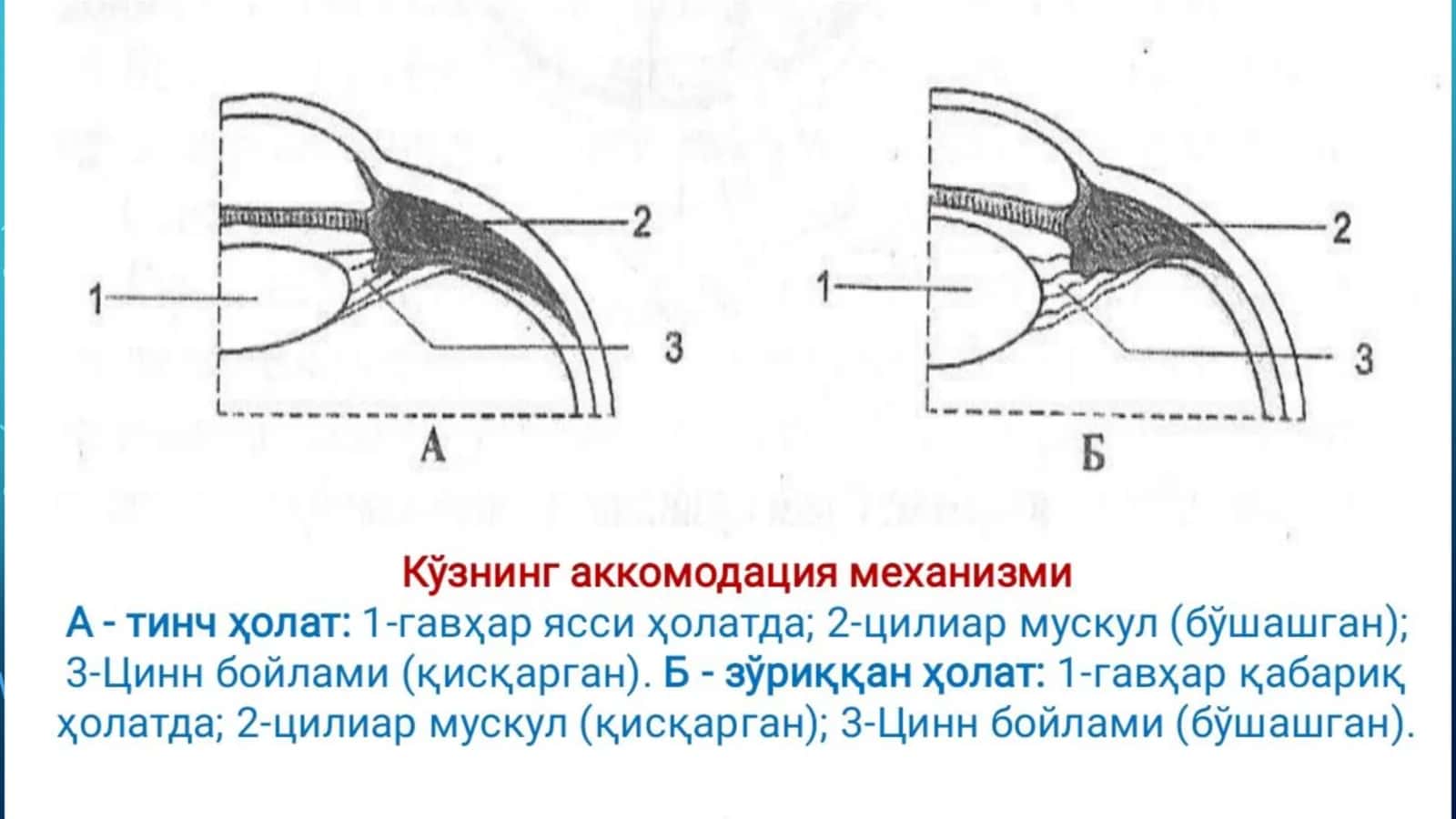 KOʻRUV ANALIZATORLARI 3