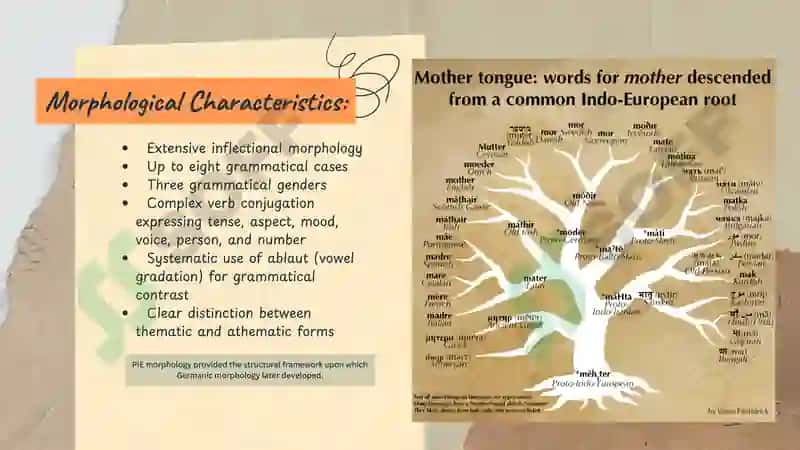 The evolution of Morphology in Germanic languages 3