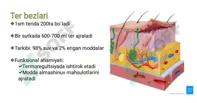 GISTOLOGIY 3