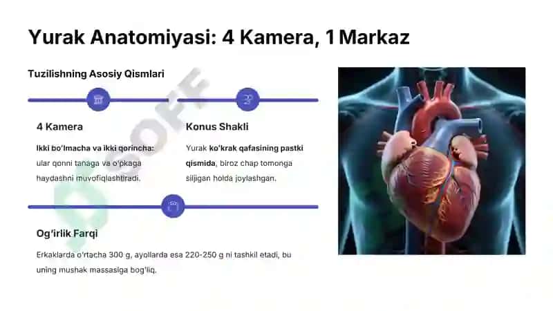 Yurak Faoliyati Boshqarishini O‘ziga Xosligi 3