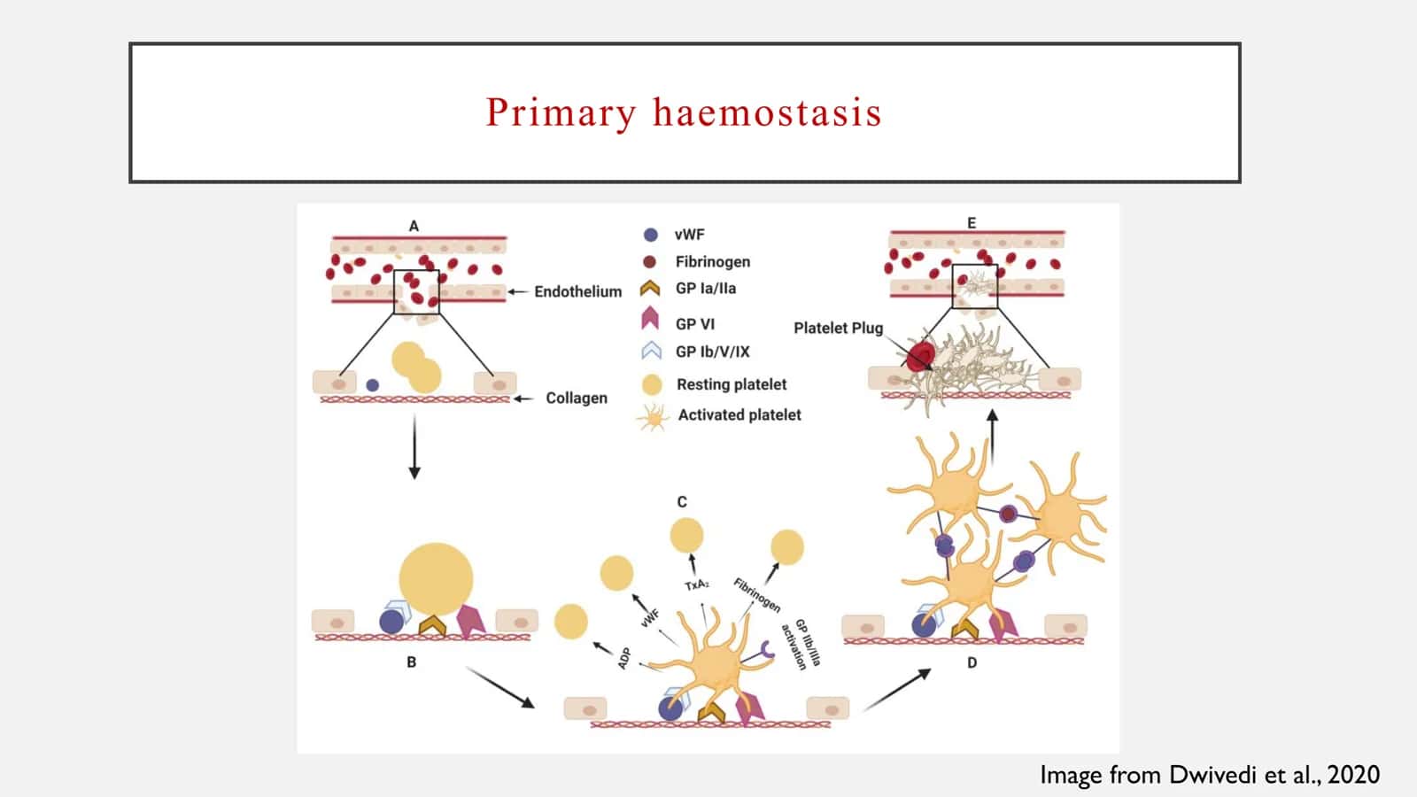 SECONDARY HAEMOSTASIS 3