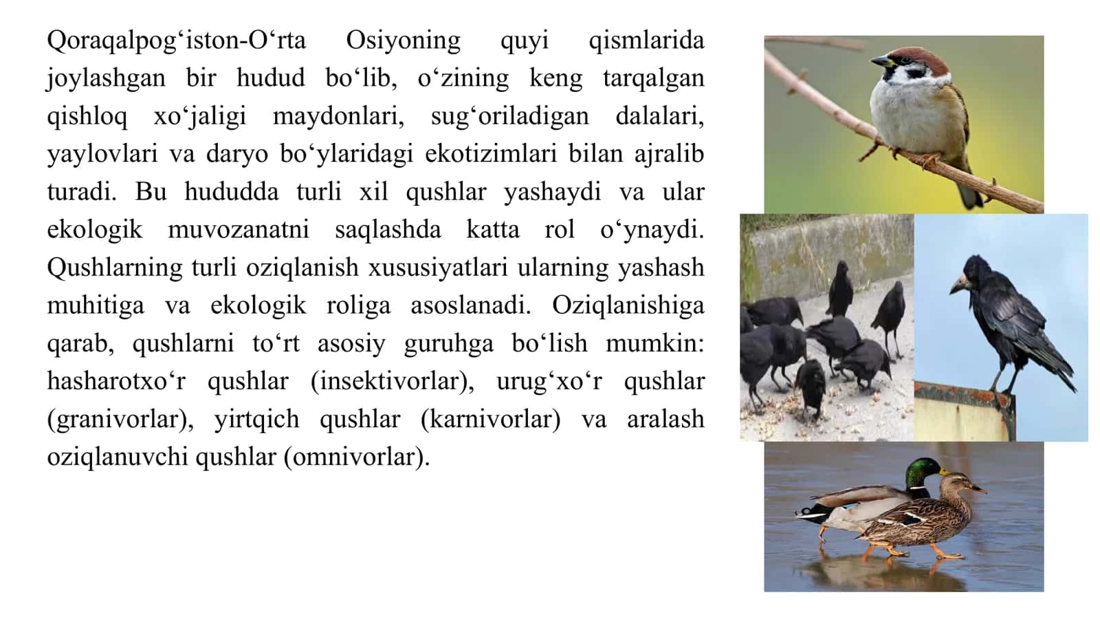 Qoraqalpog'iston agrolandshaftlarida tarqalgan qushlar 3