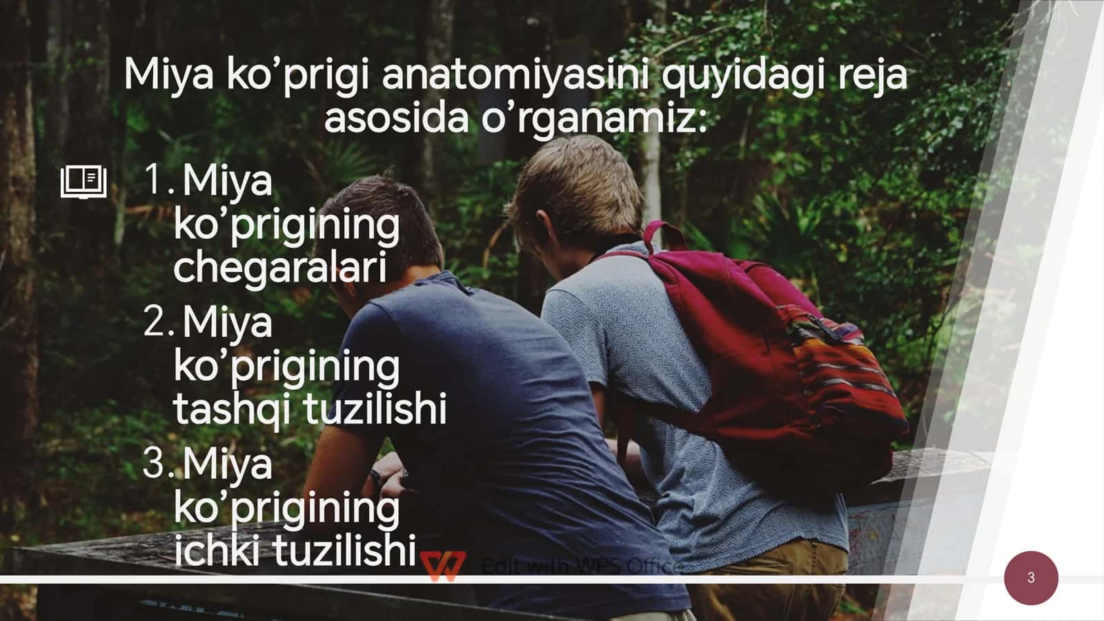 miyacha va miya koprigi anatomiyasi 3