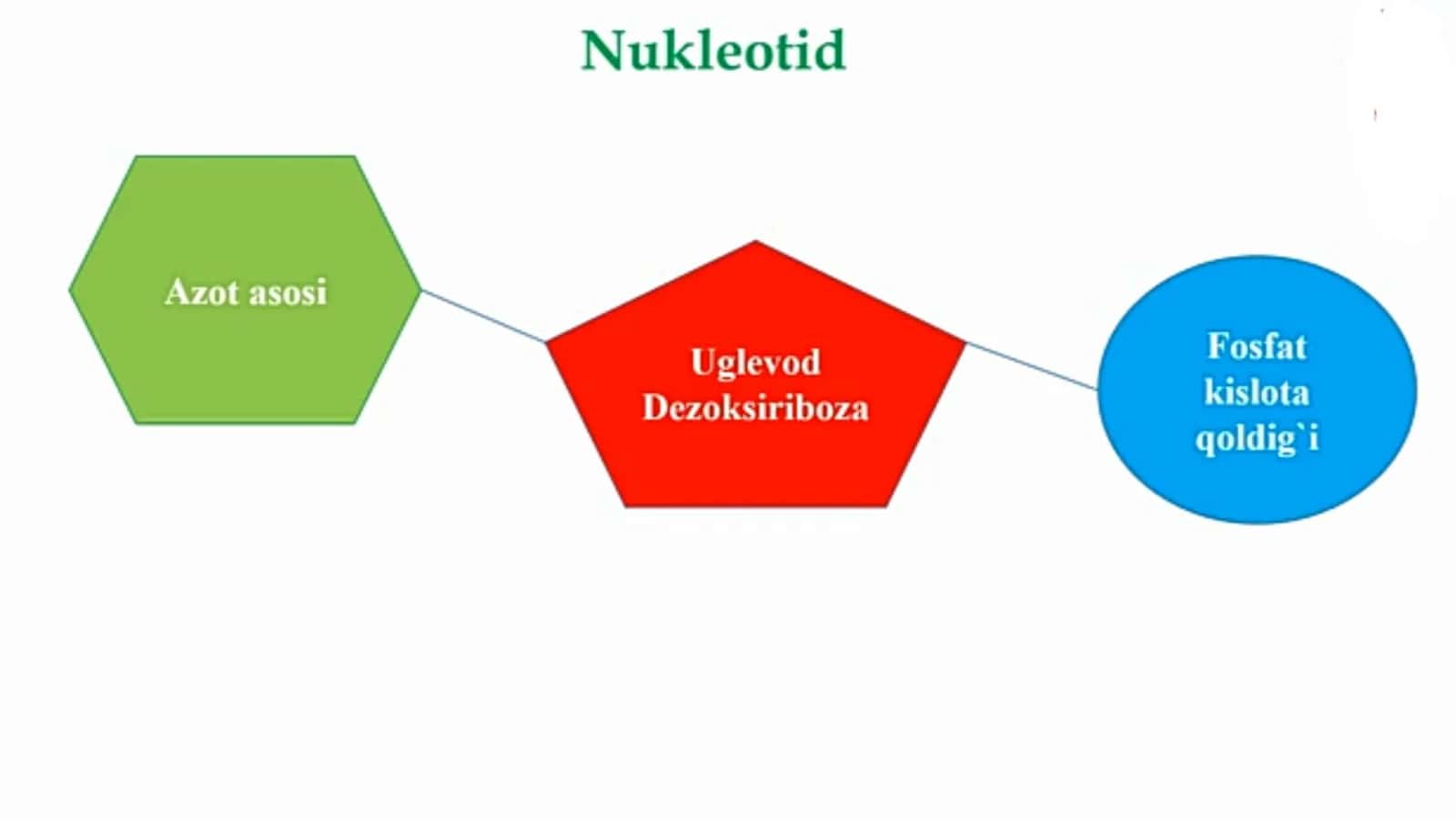 Nuklein kislotalar 3