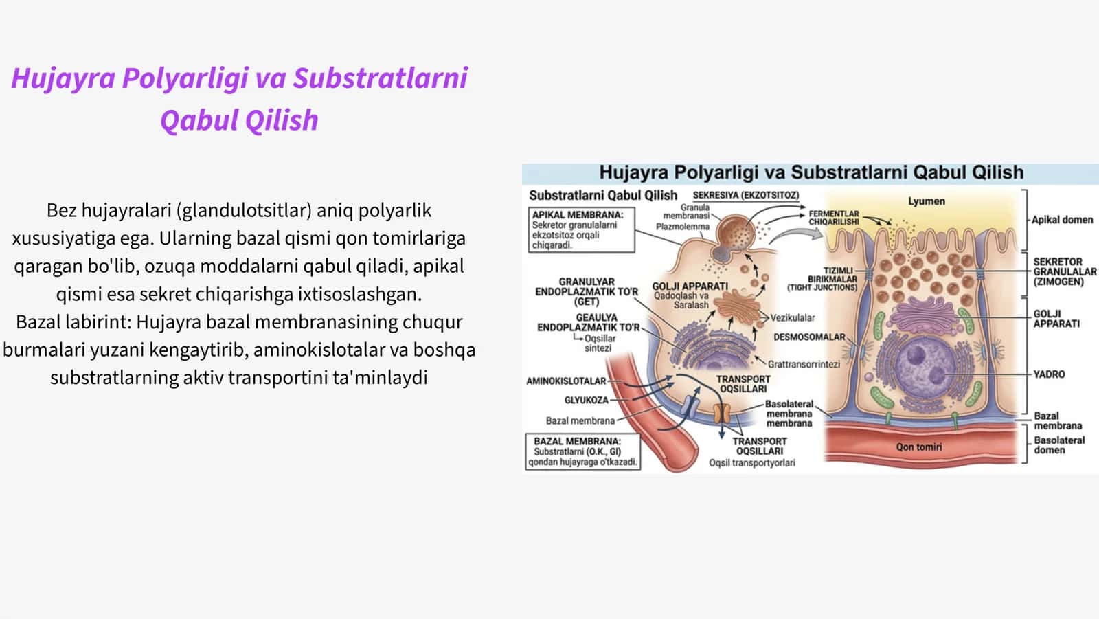 BEZ SEKRETSIYASINING ULTRASTRUKTURA ASOSLARI MUSTAQIL ISHI 3