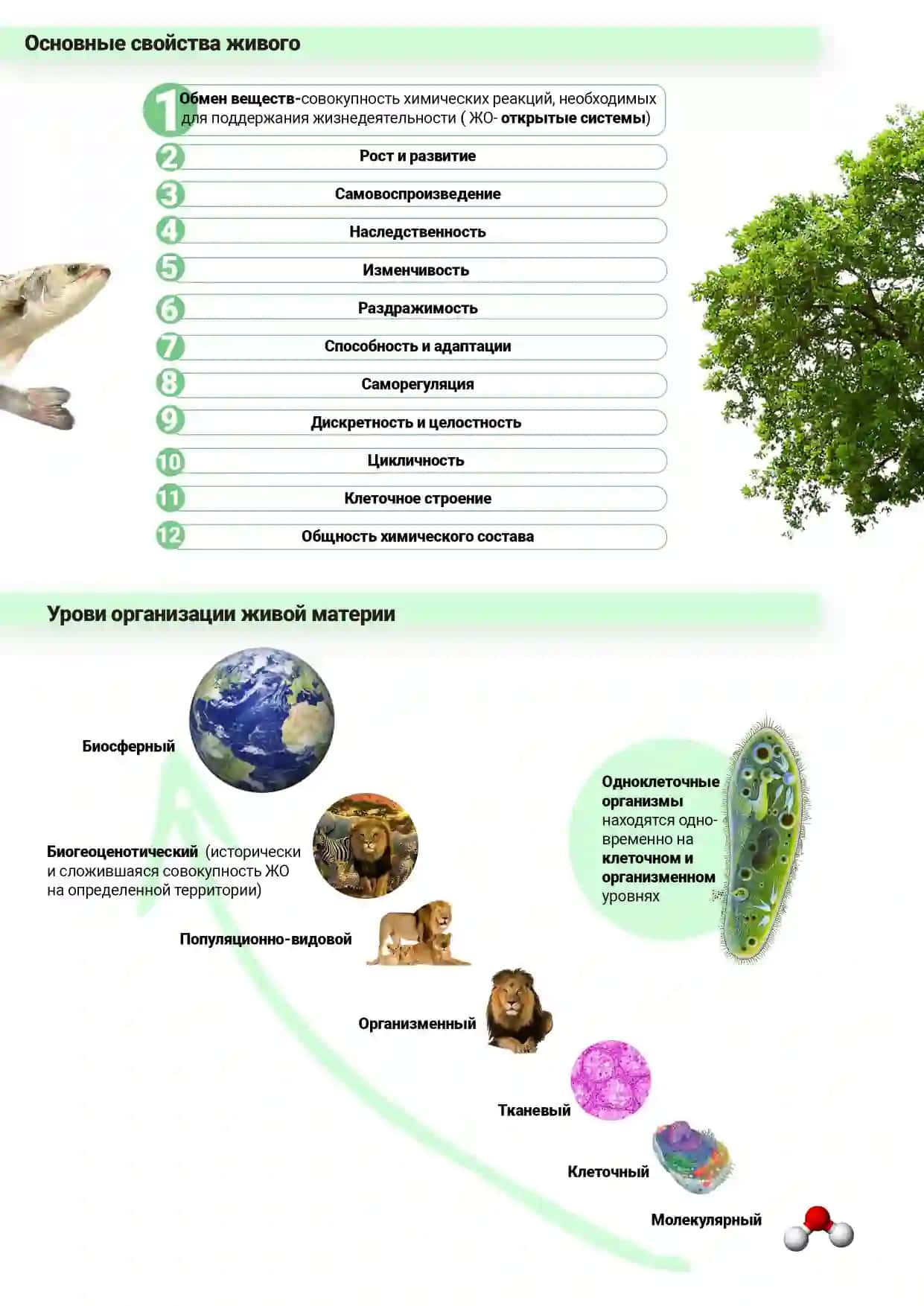 Общая биология (Umumiy biologiya) fanini rus tilida o'rganuvchi va o'rgatuvchilar uchun qo'llanma 4