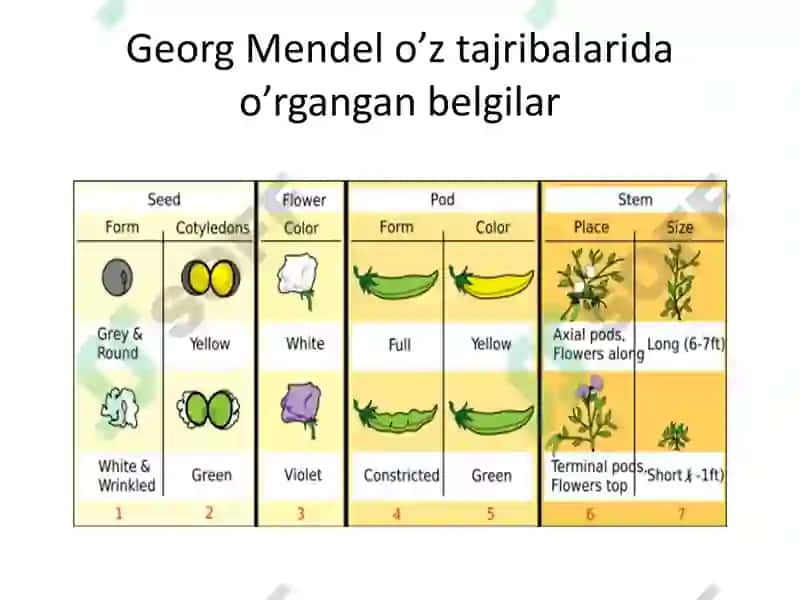 Umumiy genetika asoslari 4