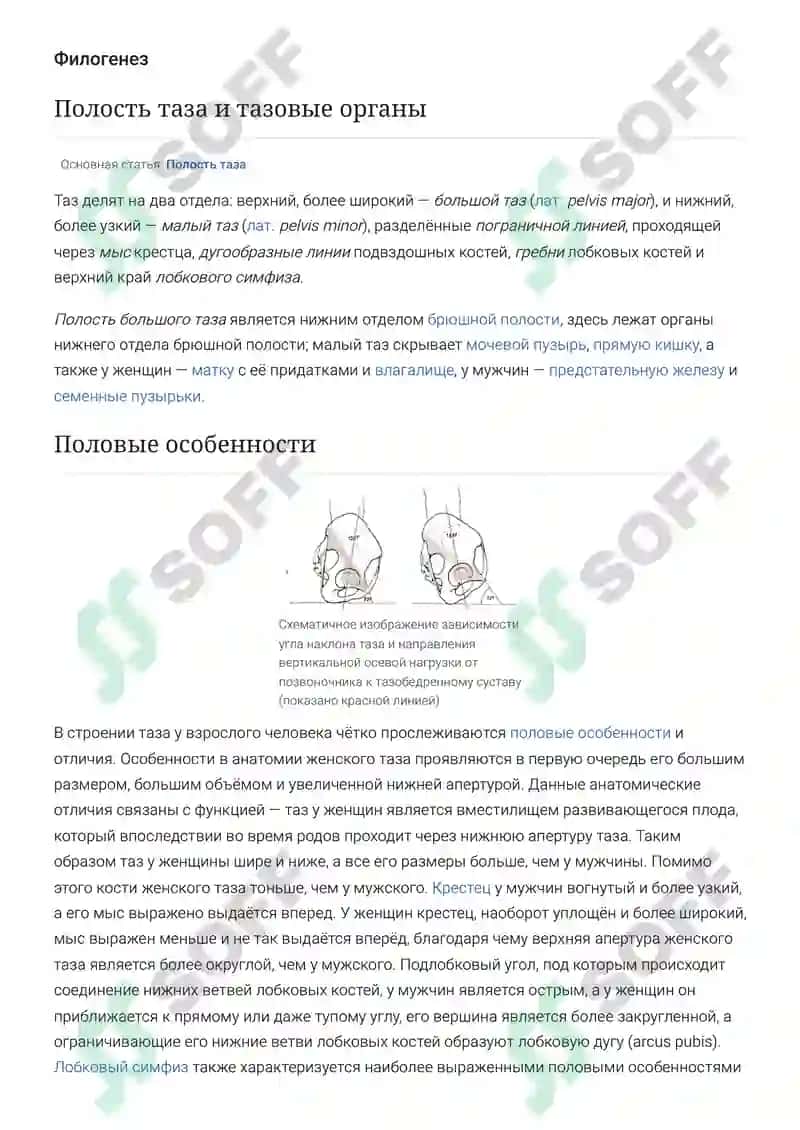 Таз (анатомия) 4