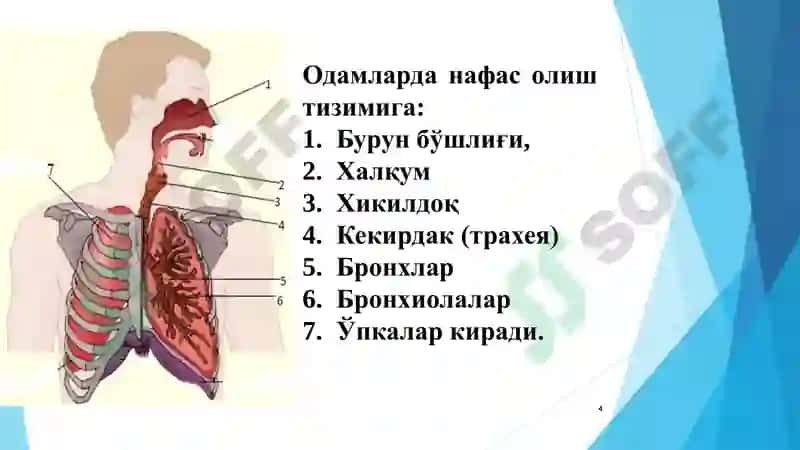 НАФАС ОЛИШ / nafas olish 4
