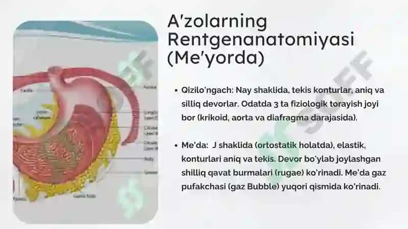 Hazm a’zolarini rentgenologik tekshirish 4