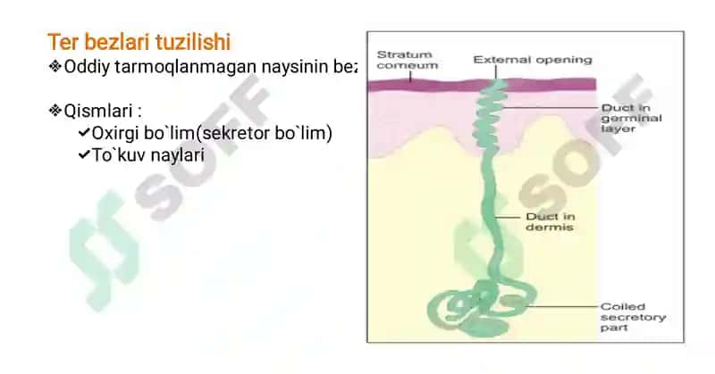 GISTOLOGIY 4