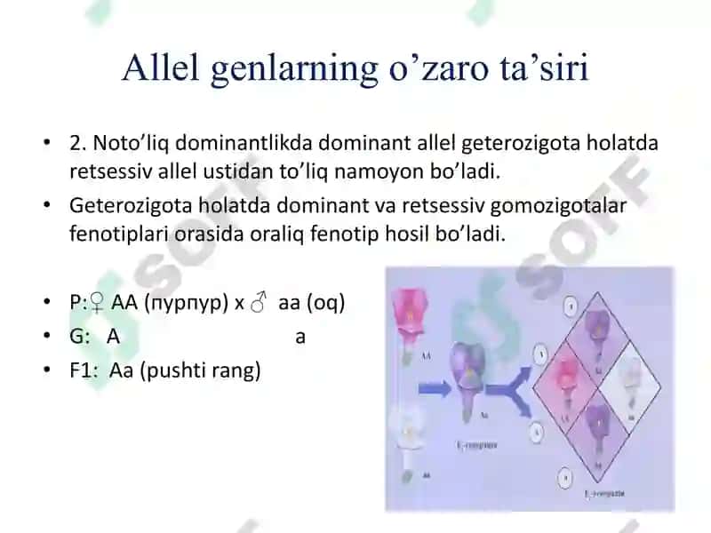 Allel va allelmas genlarning o’zaro ta’siri 5