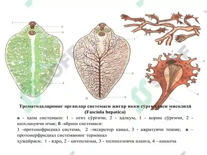Trematodes 5