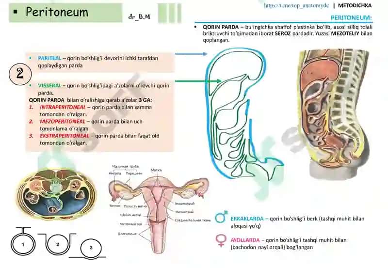 QORIN PARDA (peritoneum) 5