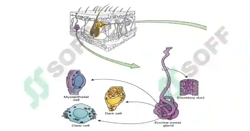 GISTOLOGIY 5