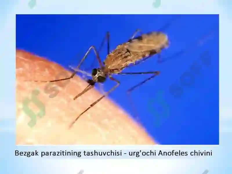 SPORALILAR – ODAM PARAZITLARI. BEZGAK QOʻZGʻATUVCHILARI VA TOKSOPLAZMA 5