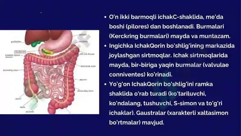 Hazm a’zolarini rentgenologik tekshirish 5