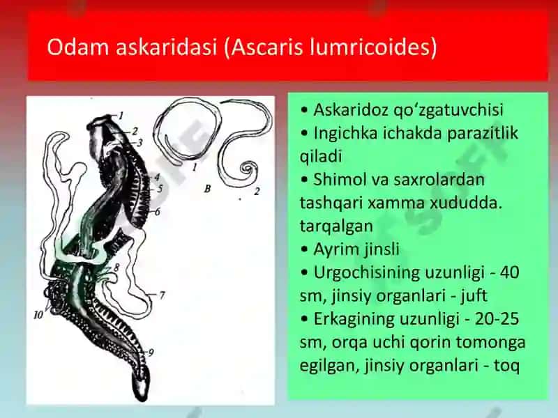 YUMALOQ CHUVALCHANGLAR 6