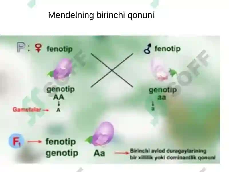 Umumiy genetika asoslari 6
