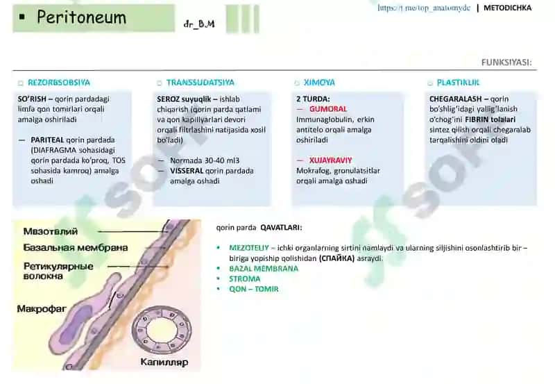 QORIN PARDA (peritoneum) 6