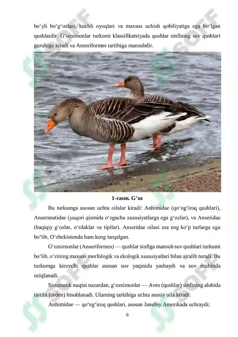 GʻОZSIMONLАR TURKUMI HАQIDА UMUMIY TUSHUNCHА 6