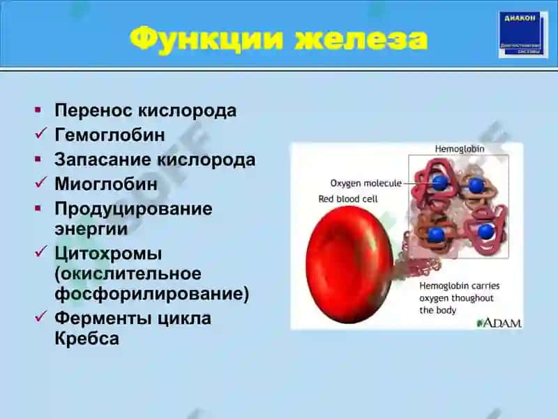 Метаболизм железа и лабораторная диагностика его нарушений 7