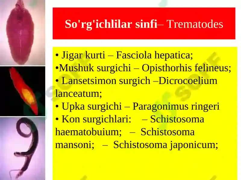Trematodes 7