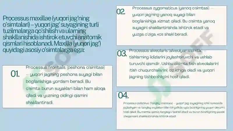 Yuqori jag‘ anatomiyasi Maxilla 7