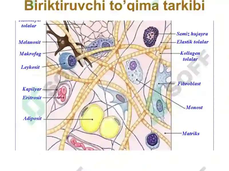 Biriktiruvchi to‘qima biokimyosi 7