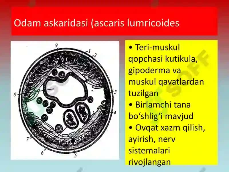 YUMALOQ CHUVALCHANGLAR 8