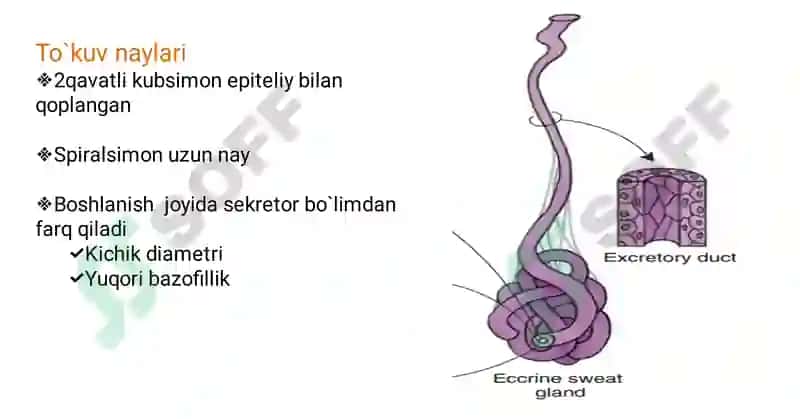 GISTOLOGIY 8