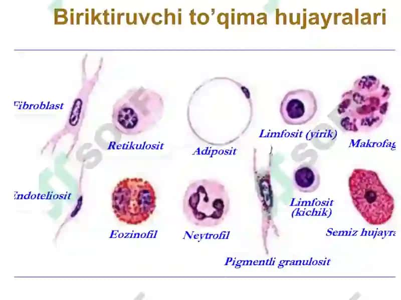 Biriktiruvchi to‘qima biokimyosi 8