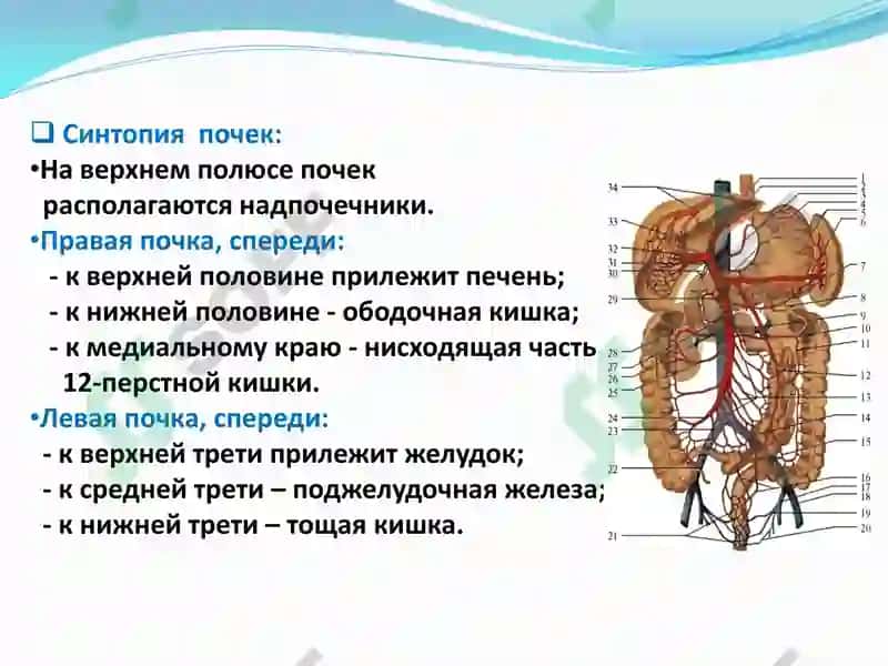 Функциональная анатомия мочевыделительной системы 8