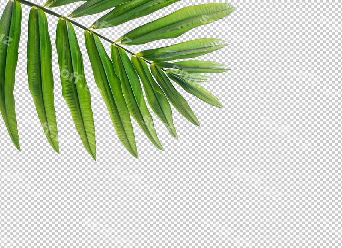 Palm choy yaproqlari alfa qat | Palm tree leaves alpha layer 1