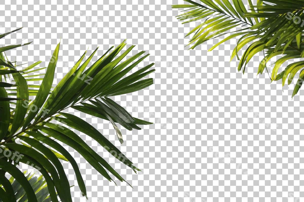 Palm shitlari old fonda darchalangan | Palm tree leaves foreground isolated 1