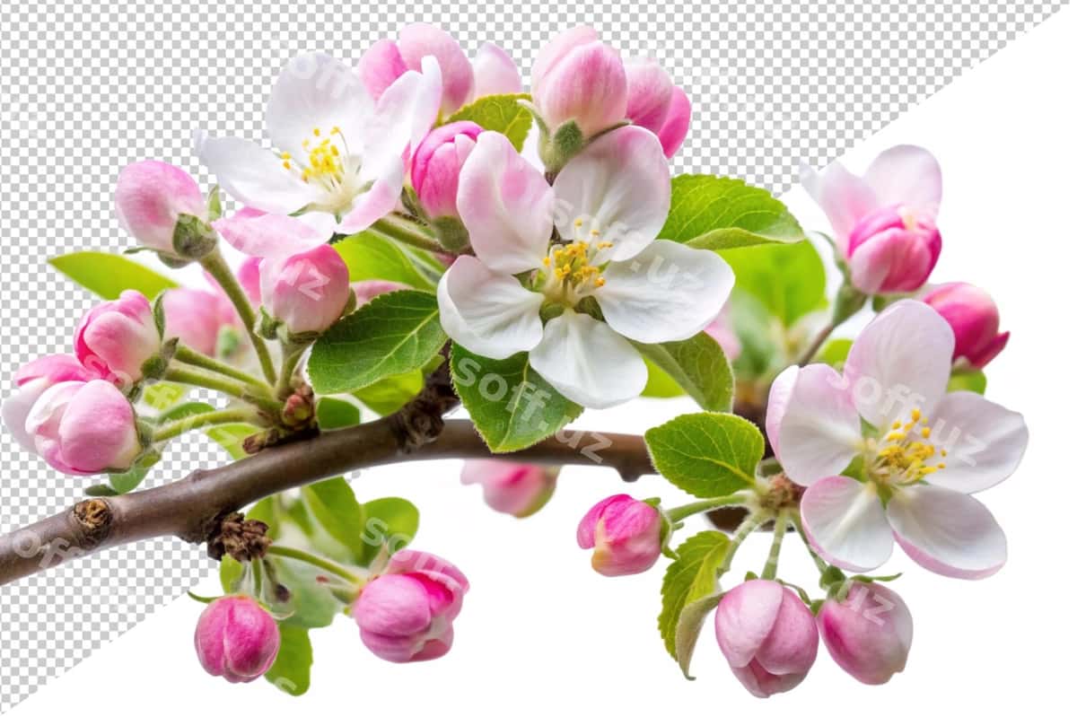 Binafsha gul daraqda gullamoqda | Pink flower is blooming branch 1