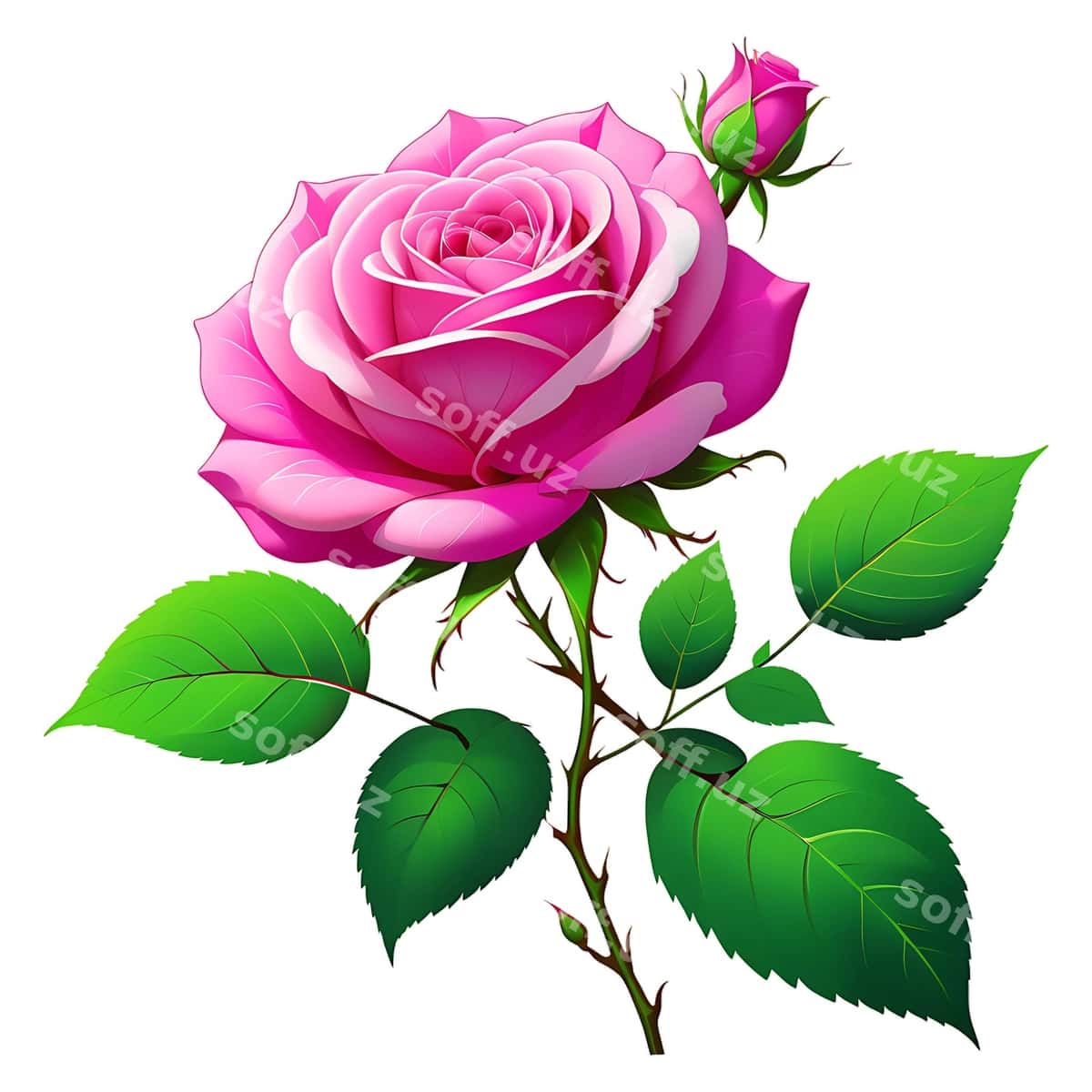 Pushti gul yashil varaq bilan yashil varaq | Pink rose with green leaves green leaf 1