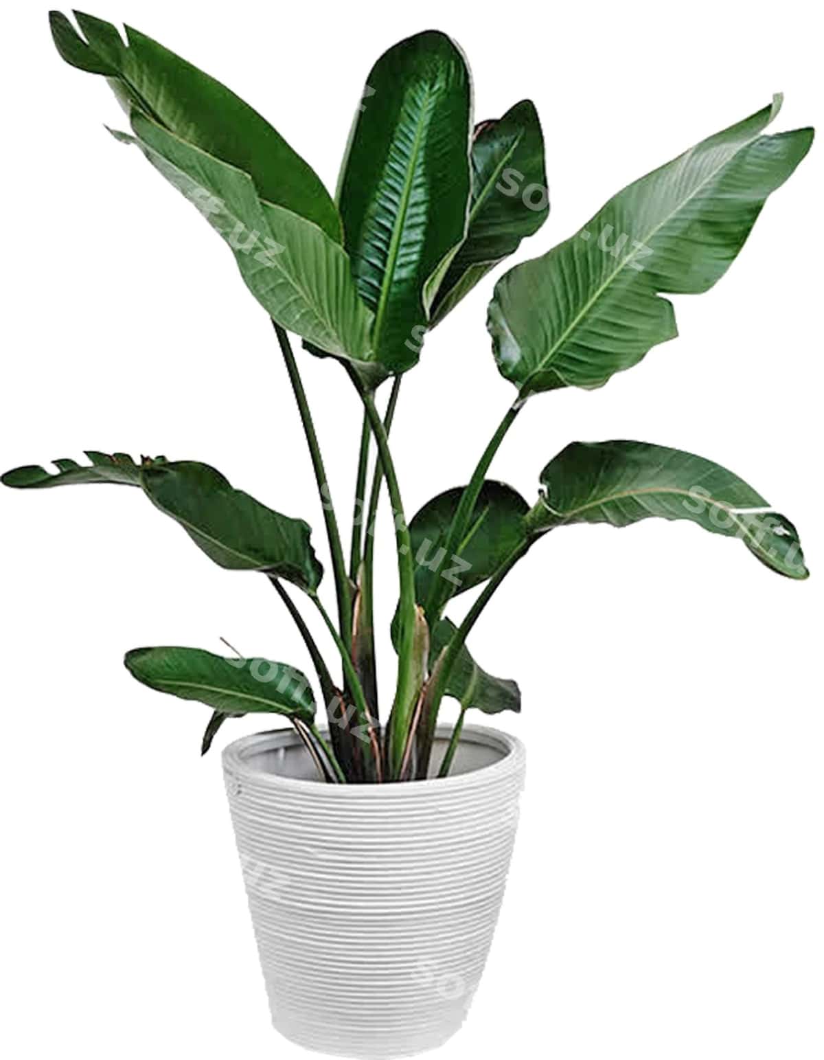 Bino bitki png | Plant png house plant 1