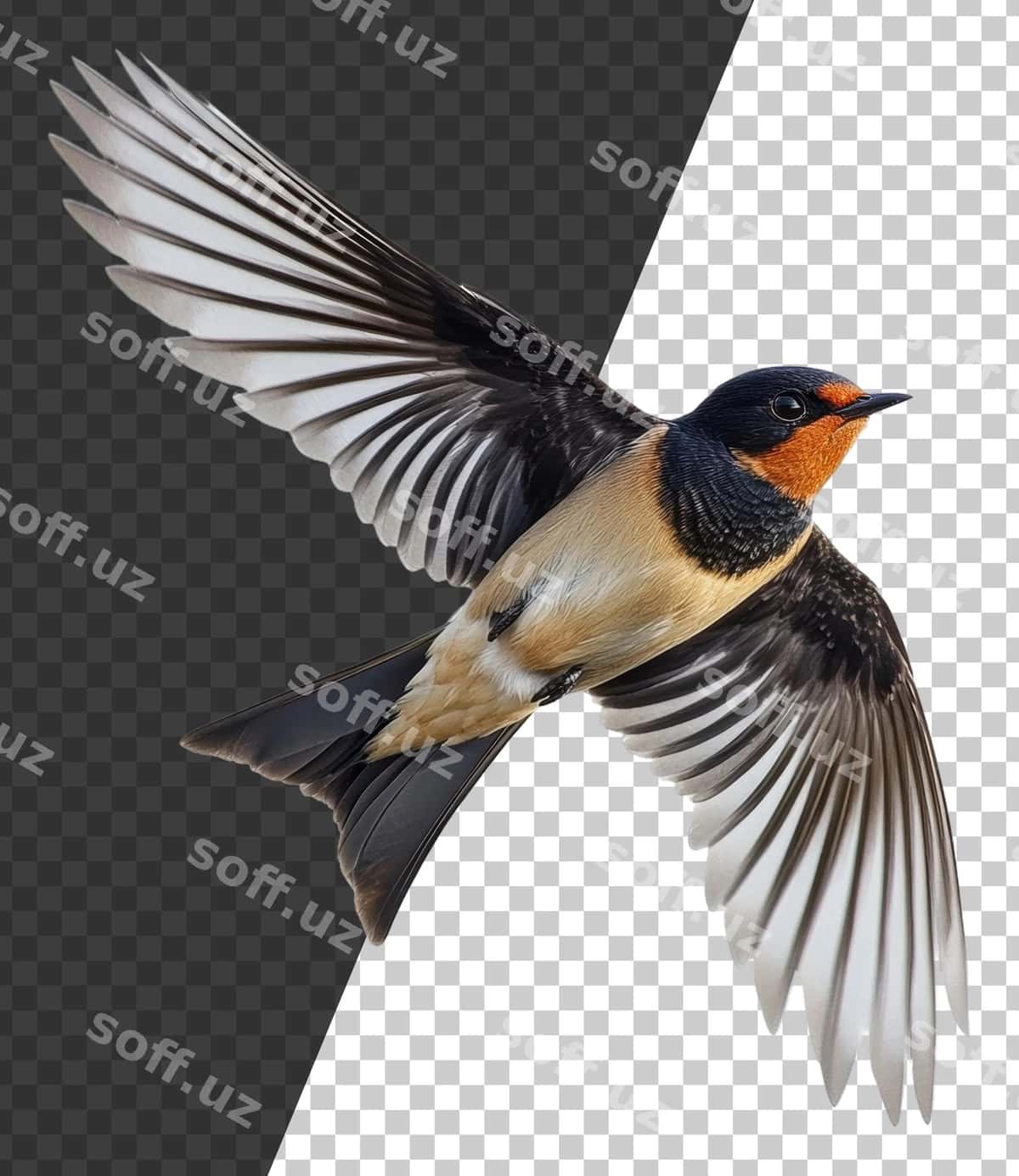 Png qushi qanotlari keng tarqatilgan holda uchmoqda | Png bird soaring with wings spread wide 1