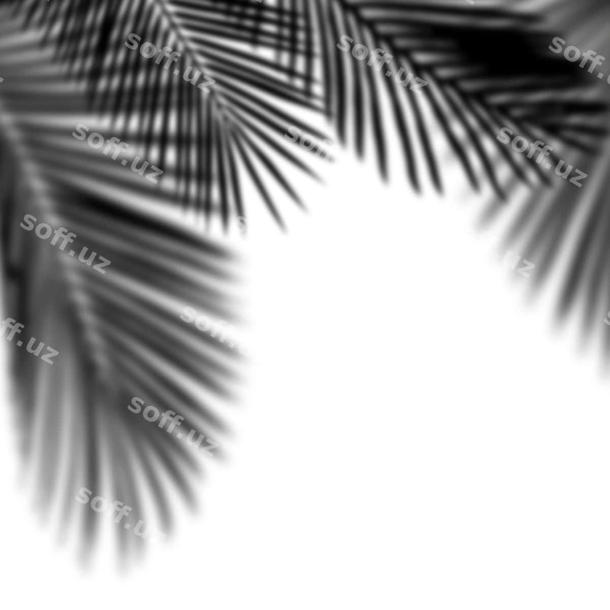 Png palm chiqloq soya dizayn elementi | Png palm tree shadow design element 1